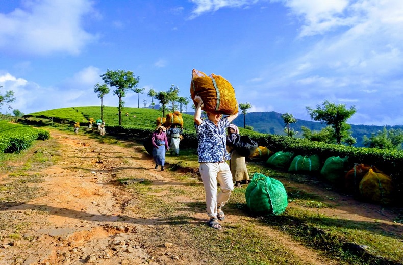 tourmunnar