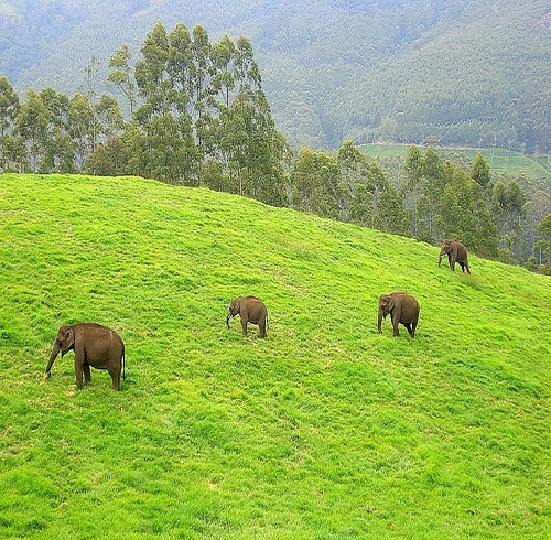 Tourmunnar