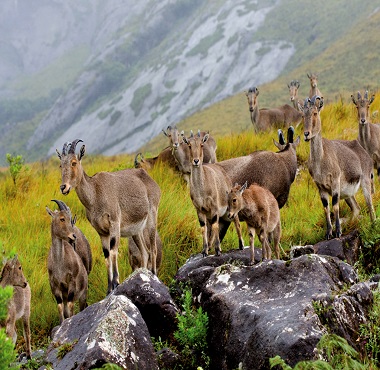 tourmunnar