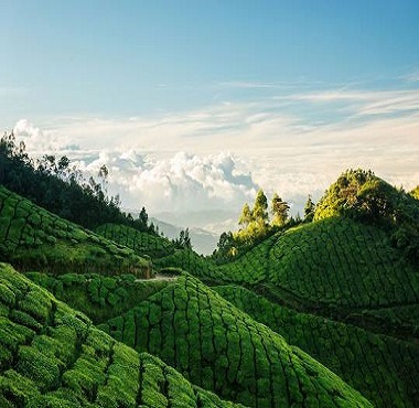 tourmunnar