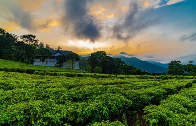 Tourmunnar