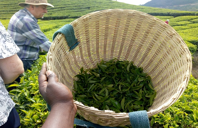 tourmunnar